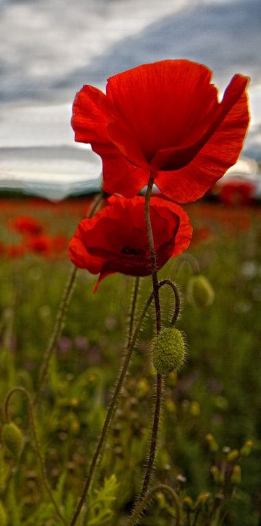 'Poppies' by Laine Baker