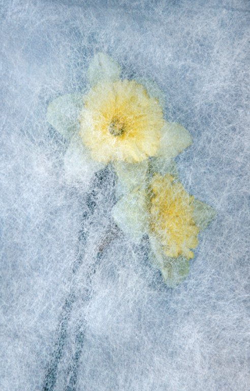 'Iced Yellow' by Malcolm Kus ARPS DPAGB EFIAP/b