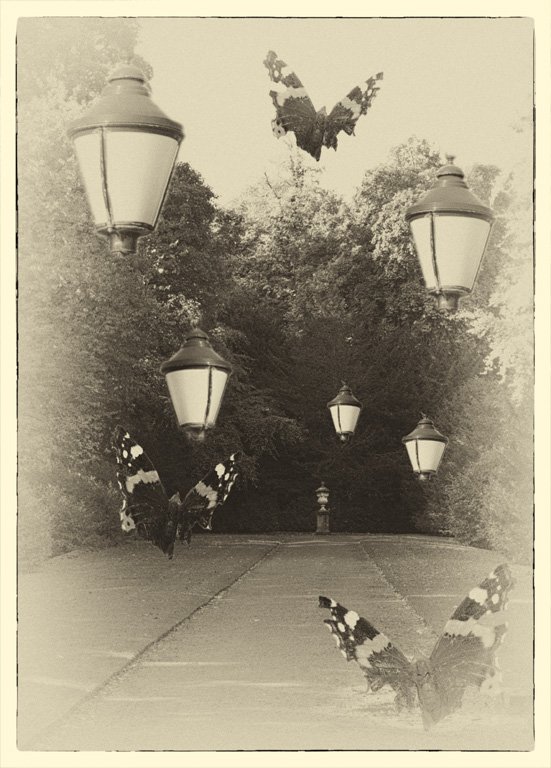 'Lamps And Butterflies' by Peter Downs LRPS
